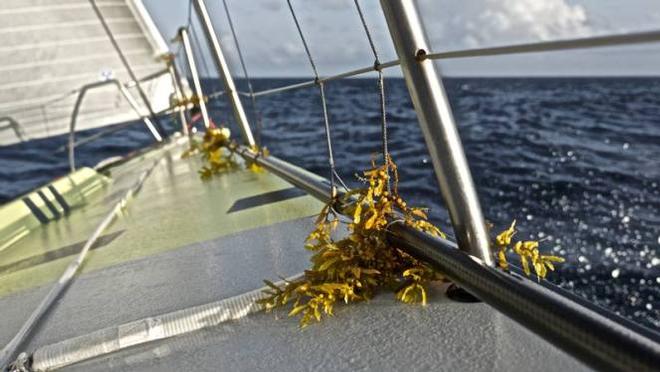 Team Brunel did well last night despite three backdowns. Weed on the raiders were the reason for that. The Sargasso weed is everywhere on the boat! Waves bring the weed on deck - Leg six to Newport – Volvo Ocean Race 2015 © Stefan Coppers/Team Brunel